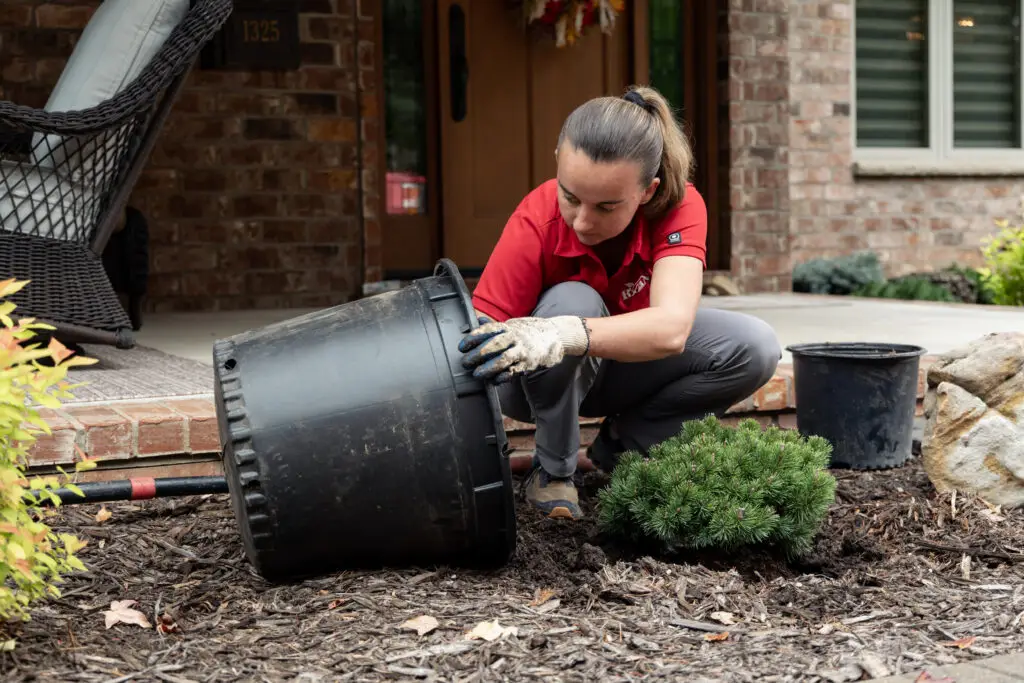ryan pro planting a shrub