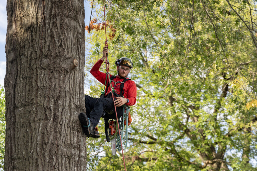 RYAN pro in a tree