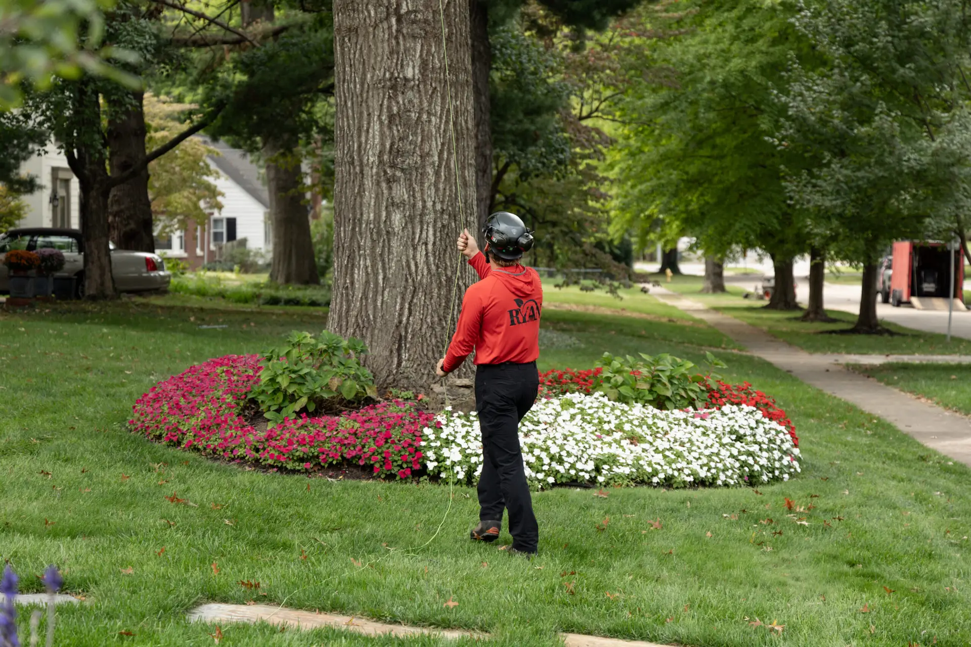ryan pro helping at the base of a tree