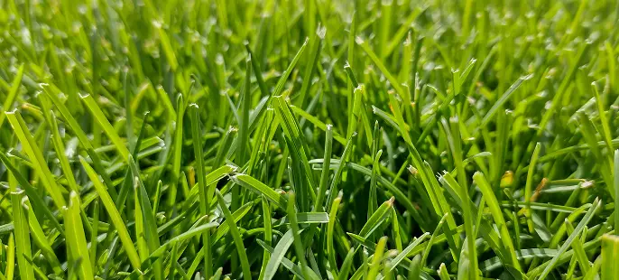 lawn care